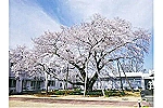 社会福祉法人　東京玉葉会　青陽園・東京都・介護福祉士（介護施設）
